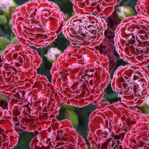 Dianthus 'Cherry Vanilla' - Fruit Punch® Cherry Vanilla Dianthus