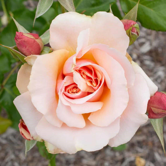 Rosa 'Meiludere' - Mother of Pearl® Rose