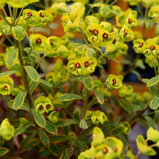 Euphorbia x martinii 'Ascot Rainbow' - Ascot Rainbow Spurge