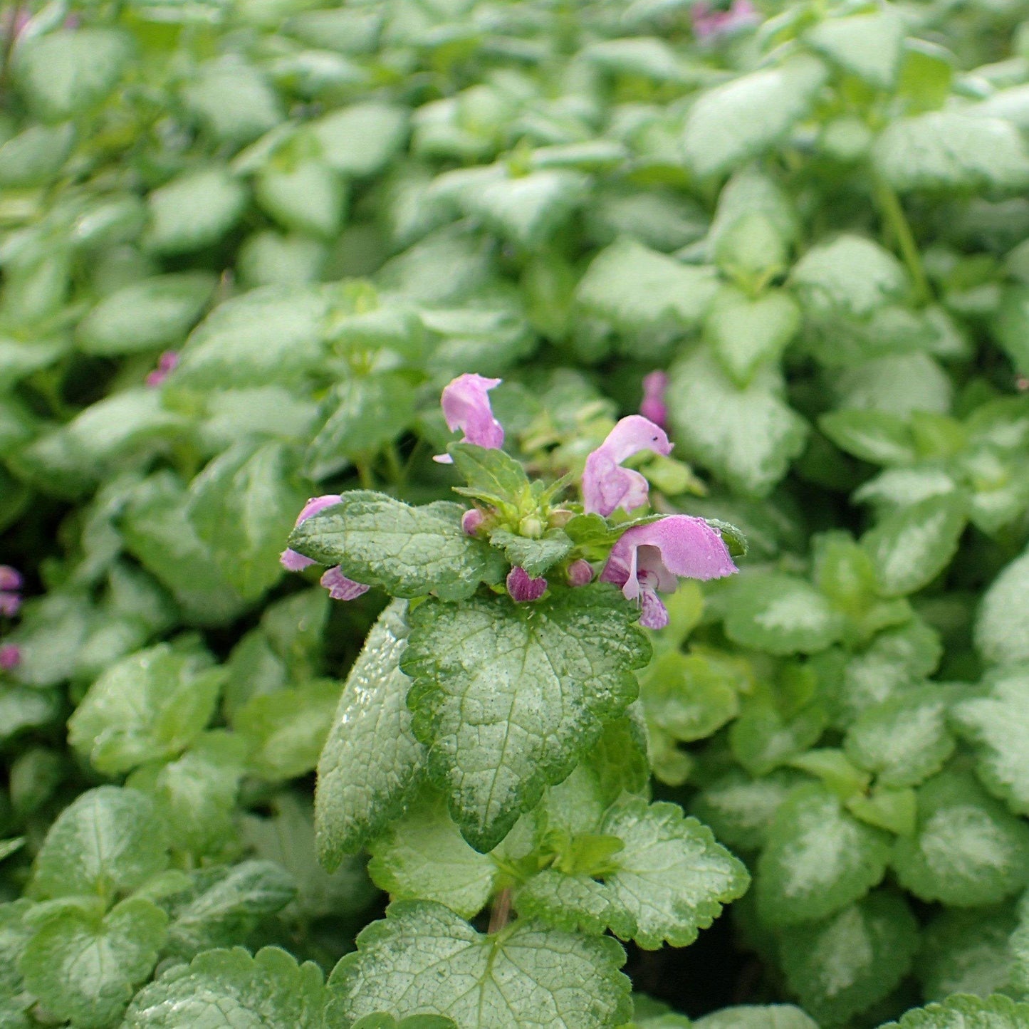 Lamium maculatum 'Red Nancy' - Red Nancy Spotted Deadnettle