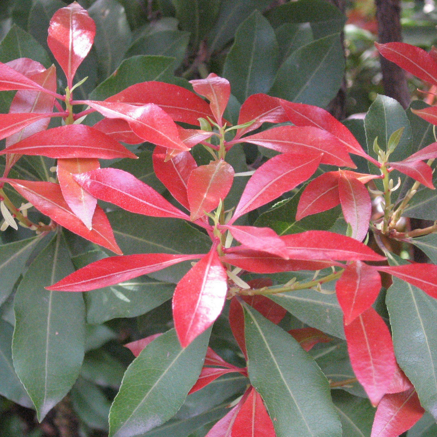 Pieris japonica 'Mountain Fire' - Mountain Fire Pieris