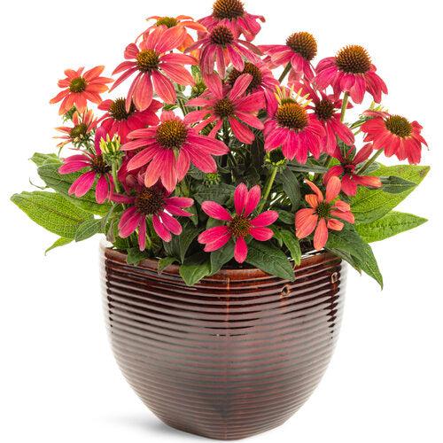 Echinacea 'Firefinch' - PW® Summersong™ Firefinch™ Coneflower