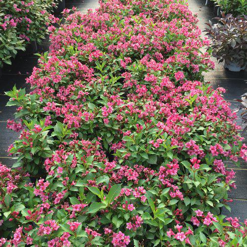 Weigela florida 'VUKOZLyra' - Snippet® Dark Pink Weigela