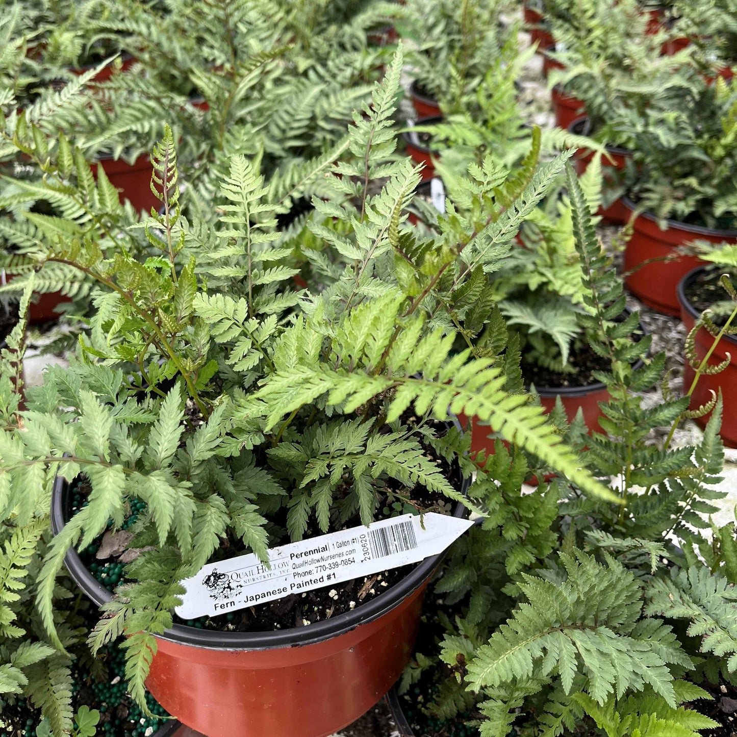 Athyrium niponicum var. pictum - Japanese Painted Fern