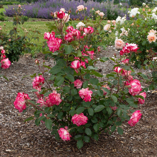 Rosa 'Meiriansois' PP 28,661 - Bloomables® Candy Cane Cocktail™ Rose