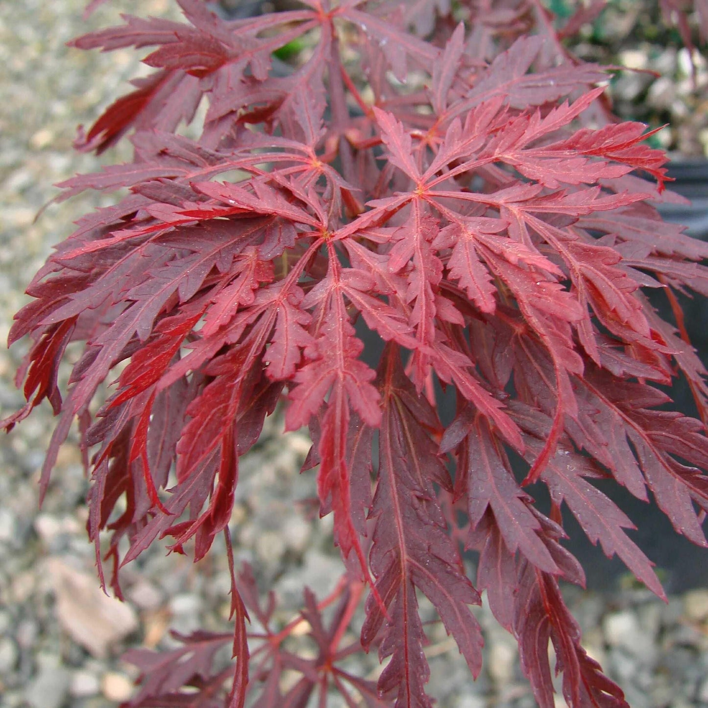 Acer palmatum var. dissectum 'Red Dragon' - Red Dragon Japanese Maple