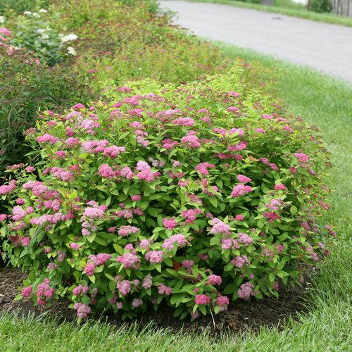 Spiraea x 'Tracy' USPP 21,588 - Double Play® Big Bang Spirea