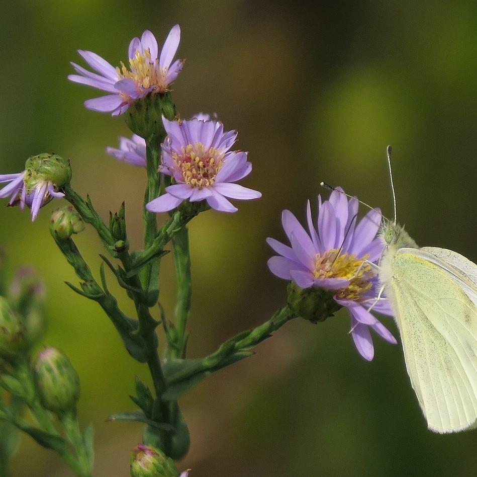 Aster laevis - Smooth Aster