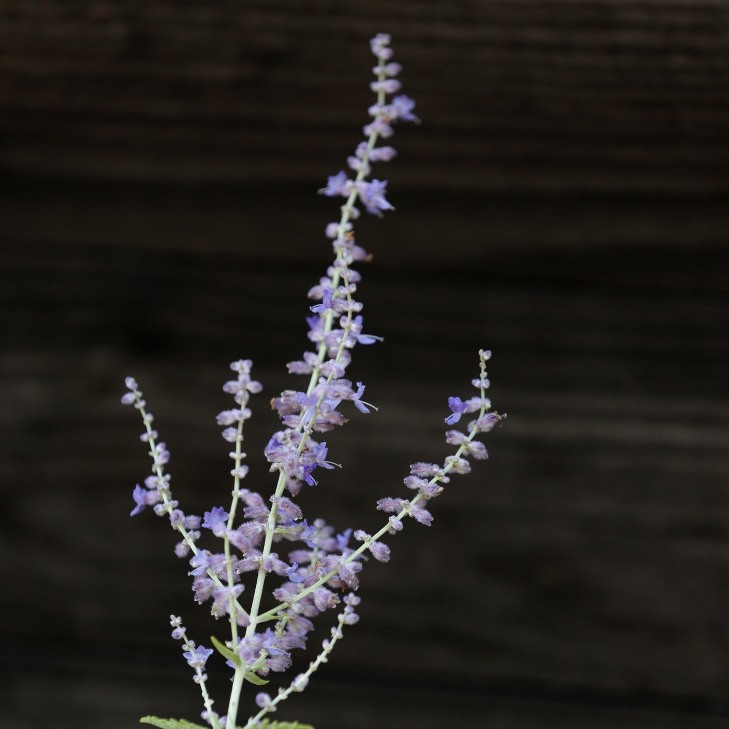 Perovskia atriplicifolia - Russian Sage