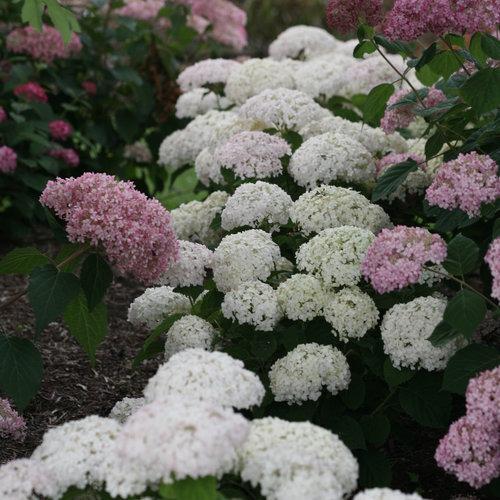 Hydrangea arborescens 'NCHA5' - Invincibelle® Wee White Smooth Hydrangea
