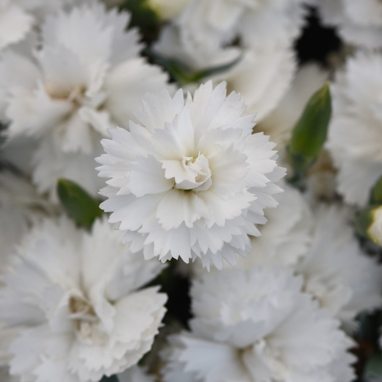 Dianthus x 'KLEDG24556' - EverLast™ White Dianthus