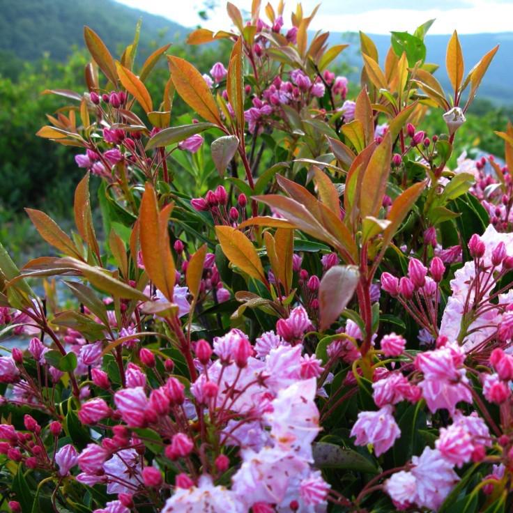 Kalmia latifolia 'Nipmuck' - Nipmuck Mountain Laurel