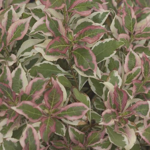 Weigela florida 'Verweig' - My Monet® Weigela