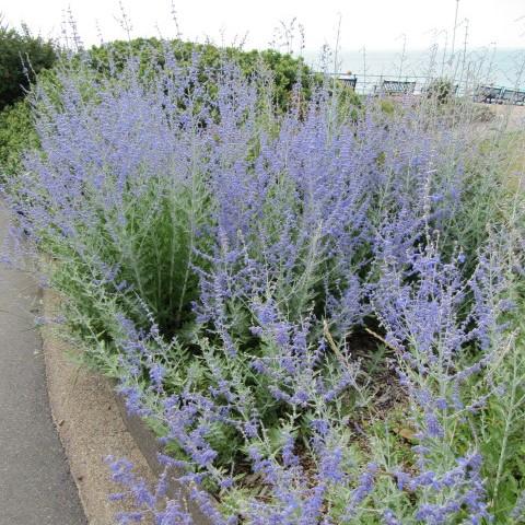 Perovskia atriplicifolia 'Blue Jean Baby' - Blue Jean Baby Russian Sage