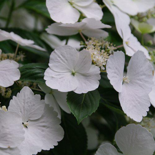 Hydrangea x ‘Fairytrail Bride' - Fairytrail Bride® Cascade Hydrangea