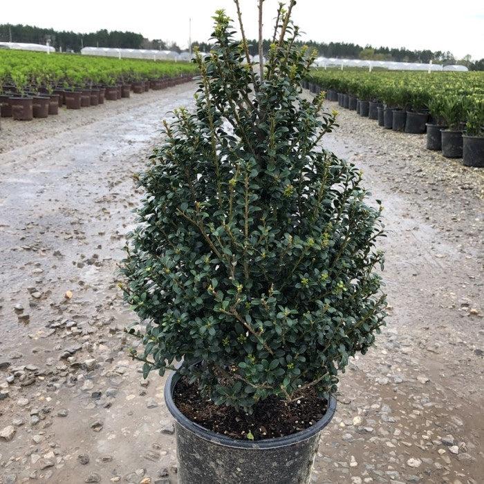 Ilex crenata 'Steeds' - Steeds Upright Japanese Holly
