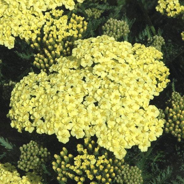 Achillea millefolium 'Sunny Seduction' - Sunny Seduction Yarrow