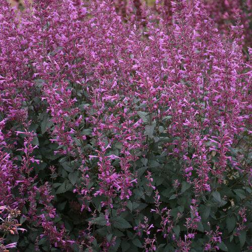 Agastache 'Royal Raspberry' - Meant to Bee® Royal Raspberry Agastache