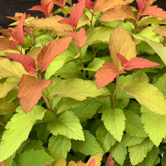 Spiraea japonica 'NCSX1' - Double Play® Candy Corn® Spirea