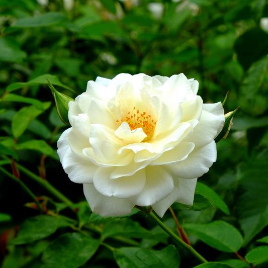 Rosa x 'BOZFRA121' - Reminiscent™ Crema Rose
