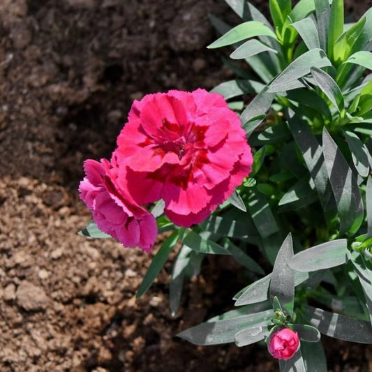 Dianthus x 'KLEDG10119' - EverLast™ Orchid Dianthus
