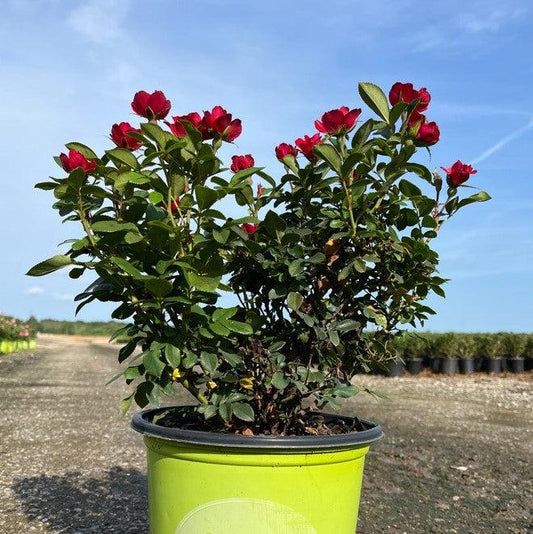 Rosa x 'Meibenbino' - Petite Knock Out® Rose