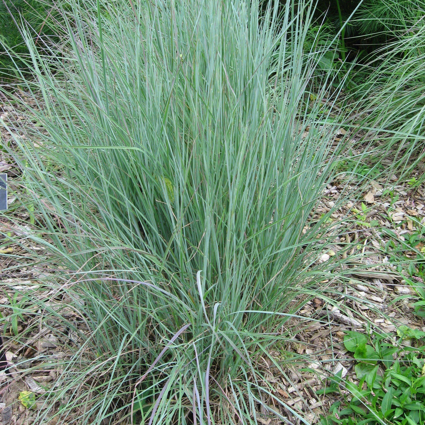 Schizachyrium scoparium 'Prairie Blues' - Prairie Blues Little Bluestem