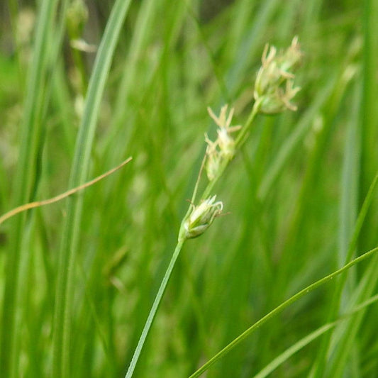 Carex divulsa - Grassland Sedge