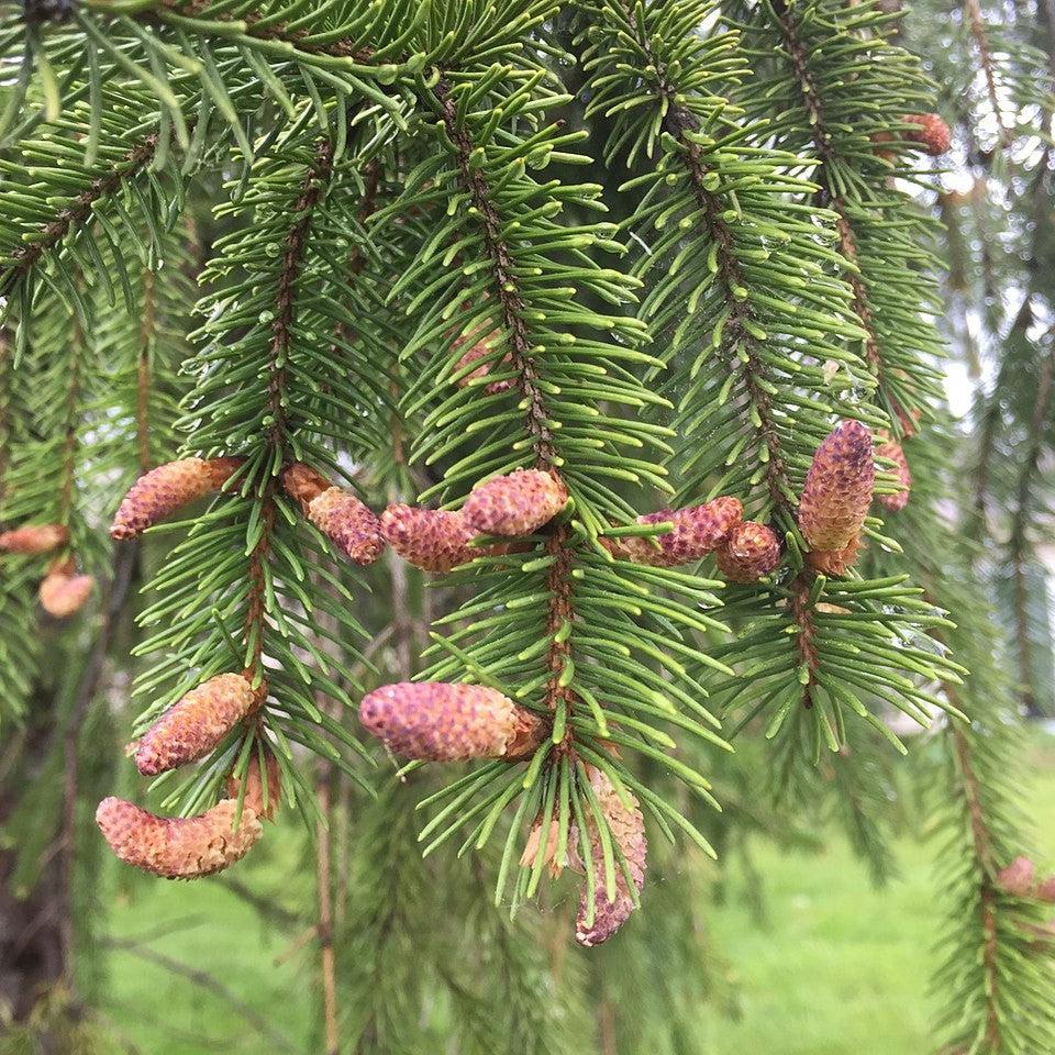 Picea abies - Norway Spruce