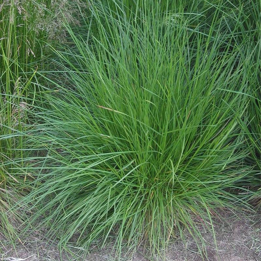 Deschampsia cespitosa - Tufted Hairgrass