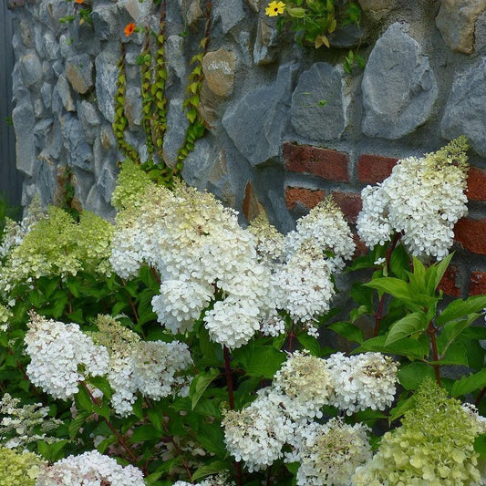 Hydrangea paniculata 'Renba' PP28,509 - First Editions® Berry White® Hydrangea
