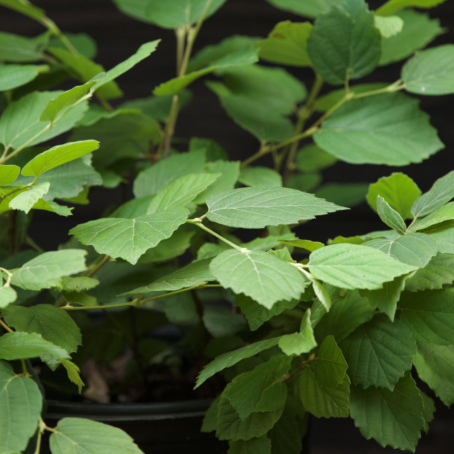Fothergilla major 'Mount Airy' - Mount Airy Fothergilla