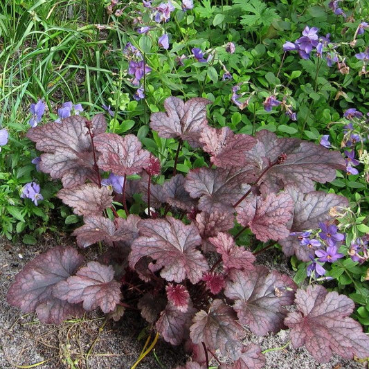 Heuchera x 'Plum Pudding' - Plum Pudding Coral Bells, Heuchera