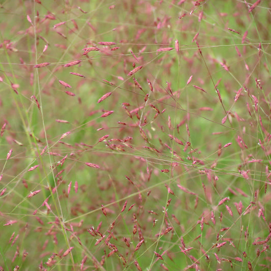 Eragrostis spectabilis - Purple Lovegrass