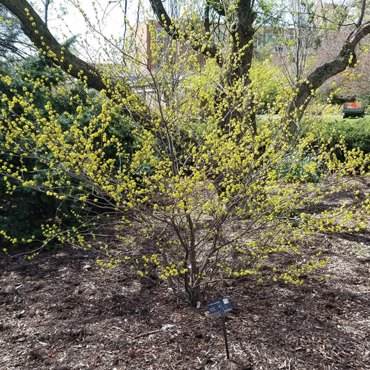 Lindera benzoin - Spice Bush