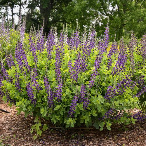 Baptisia 'Sparkling Sapphires' PP27,904 - PW® Decadence® Sparkling Sapphires False Indigo