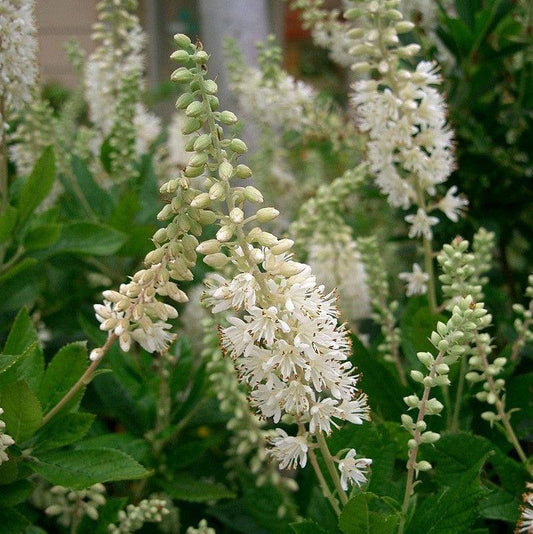 Clethra alnifolia - Summersweet, Sweet Pepperbush