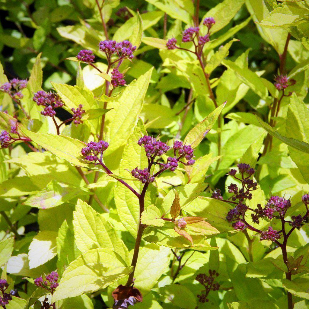 Spiraea japonica 'Goldmound' - Goldmound Spirea
