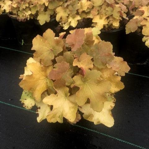 Heuchera 'Caramel' PP16,560 - Caramel Coral Bells, Heuchera