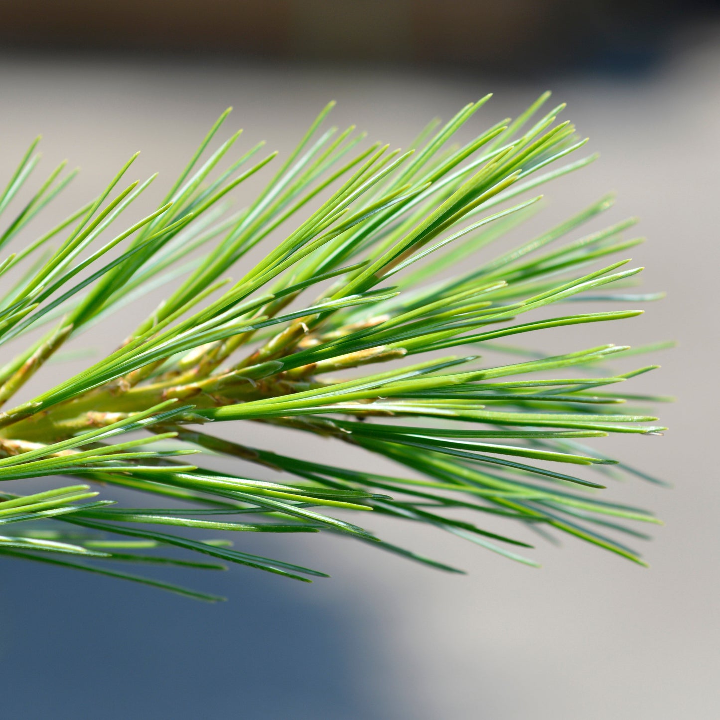 Pinus strobus 'Blue Shag' - Blue Shag White Pine