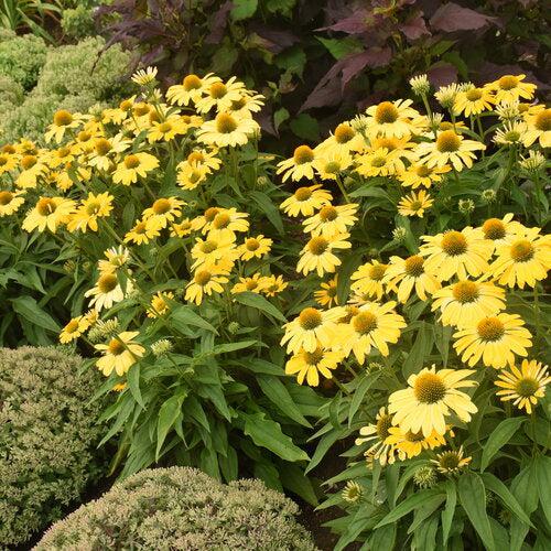 Echinacea 'Yellow My Darling' - Color Coded® Yellow My Darling Echinacea