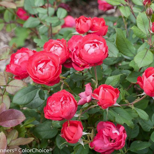 Rosa 'Meipeporia' - OSO Easy® Double Red Rose