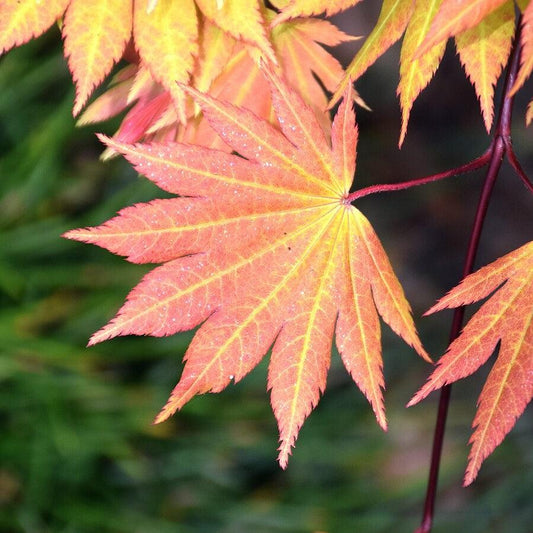 Acer shirasawanum 'Autumn Moon' - Autumn Moon Japanese Maple