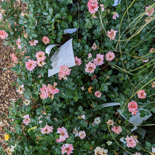 Rosa ‘Meiggili' PP18,542 - Peach Drift® Rose