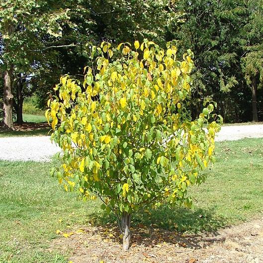 Lindera benzoin - Spice Bush