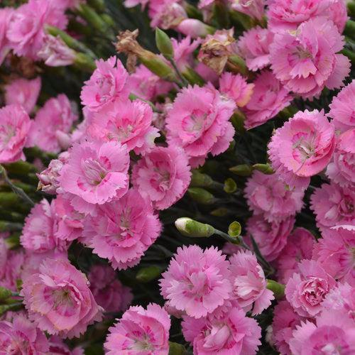 Dianthus 'Sweetie Pie' - Fruit Punch® Sweetie Pie Dianthus
