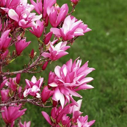 Magnolia 'Betty' - Betty Magnolia