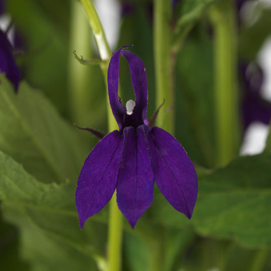 Lobelia x speciosa 'PAS1302712' - Starship™ Blue Cardinal Flower