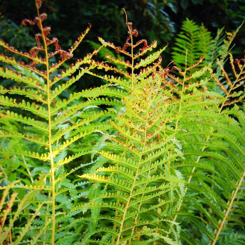 Osmunda cinnamomea - Cinnamon Fern