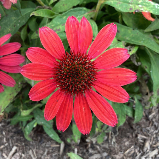 Echinacea purpurea 'SunMagic Vintage Ruby' - SunMagic® Vintage Ruby Echinacea